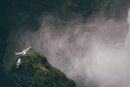 mountains, fog, mist, birds thumbnail