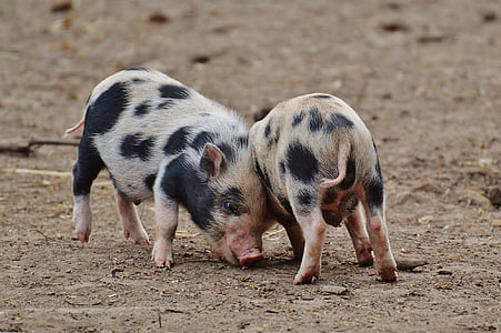 two pigs standing on ground thumbnail