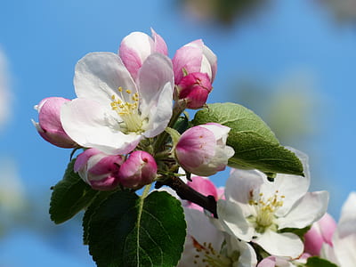 White and Pink Flower thumbnail