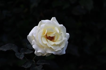 white petal flower photo thumbnail