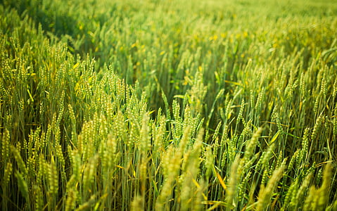green wheat field at daytime thumbnail