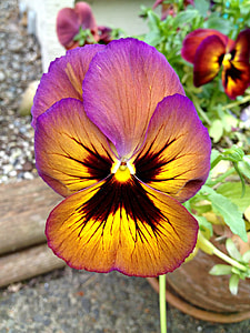 black-brown-purple petal flower thumbnail