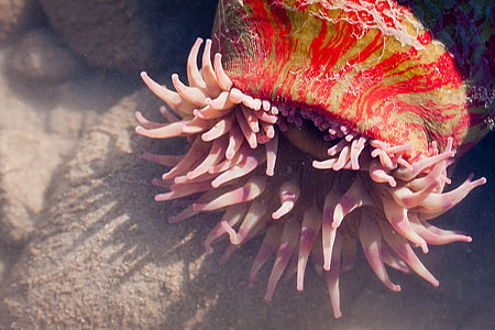 Sea Anemone in Lake Clark National Park, Alaska thumbnail