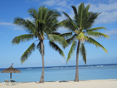 two palm trees on seashore near two sun loungers and clear body of water thumbnail
