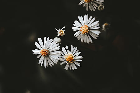 white flowers thumbnail