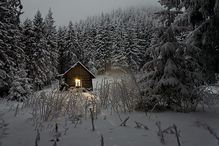 brown wooden house between pine trees under snow weather thumbnail