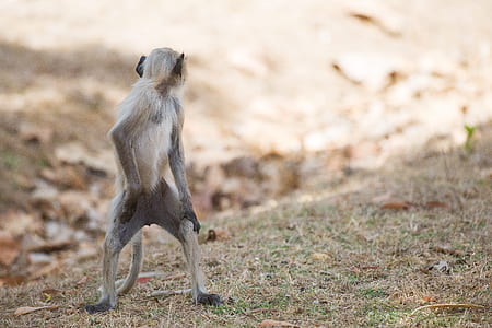 white primate thumbnail
