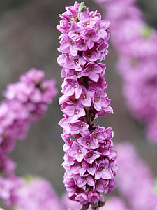Real Seidelbast, Daphne Mezereum thumbnail