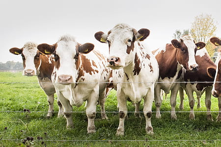 Cows in Field thumbnail
