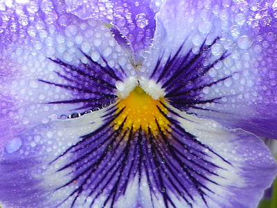 macro photography of purple pansy flower with water droplets thumbnail