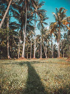 bunch of coconut trees thumbnail