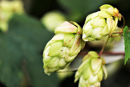 green leaf plant thumbnail
