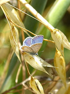 Blue Butterfly, Detail thumbnail