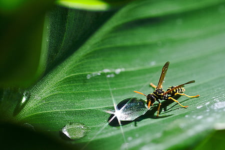 yellow jacket drinking water on green leaf thumbnail
