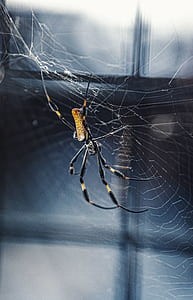 brown and black sun spider on web near window thumbnail