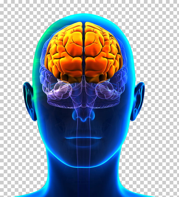 prefrontal-cortex-frontal-lobe-cerebral-cortex-lobes-of-the-brain-brain.jpg
