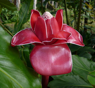 pink torch ginger flower in bloom at daytime thumbnail