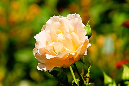 nature, garden, petals, plant thumbnail