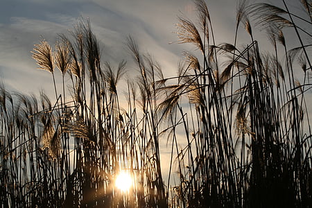 landscape photography of leaf plant against sun light thumbnail