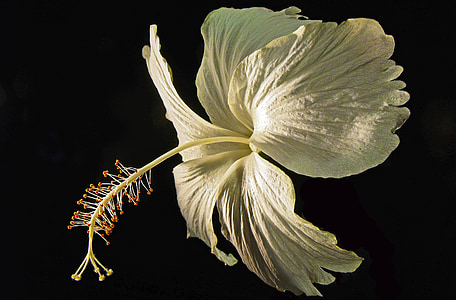 brown hibiscus flower thumbnail