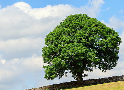 photo of green leaf tree thumbnail