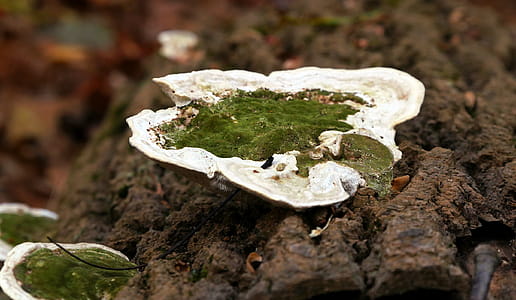 Green fungi growing on bark of fallen tree in the forest. thumbnail