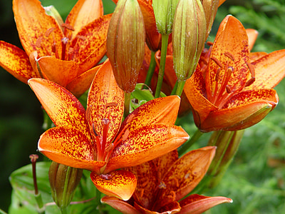 orange and yellow moth flowers thumbnail