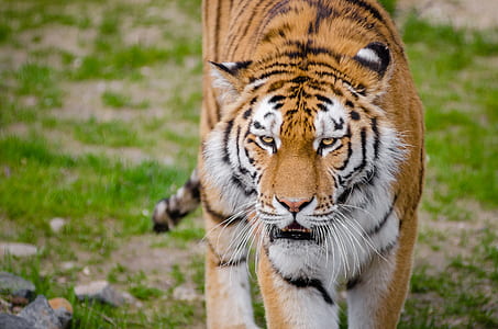 tiger on grass thumbnail