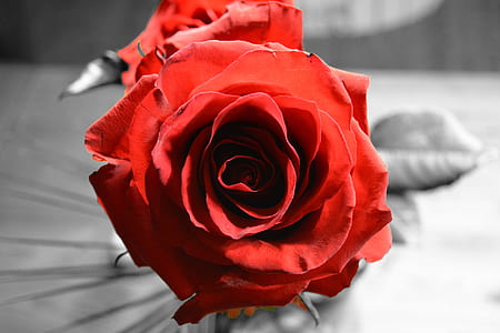 selective color of red rose thumbnail