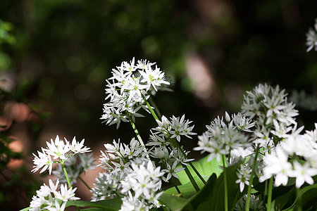 Bear'S Garlic, Allium Ursinum thumbnail