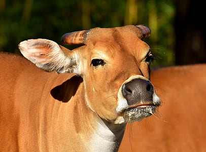closed-up image of brown cow thumbnail
