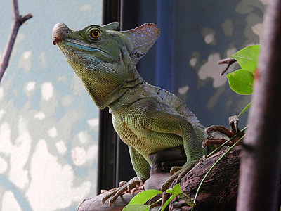 Basilisk Green, Basiliscus Plumifrons thumbnail