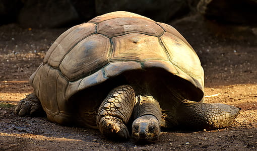 brown turtle thumbnail