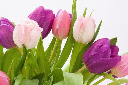 white-and-purple flowers thumbnail