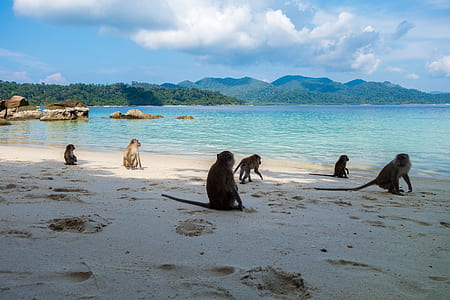 monkeys on beach thumbnail