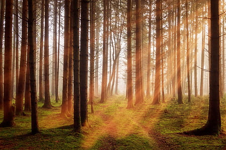forest with light rays photo thumbnail