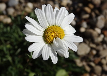 selective focus photography of white daisy flower thumbnail