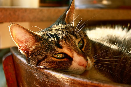 cat lying on wooden container thumbnail