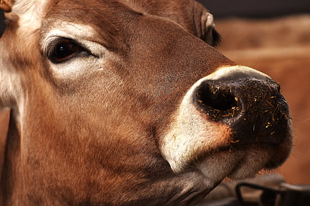 brown and white cow thumbnail