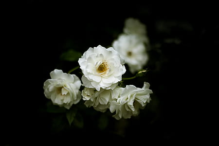 selective focus photography of white petaled flower thumbnail