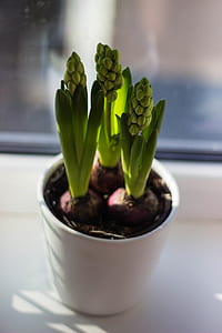 flowers, garden, pot, blur thumbnail