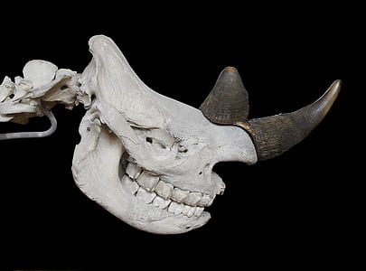 photo of rhinoceros skull thumbnail