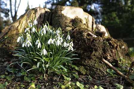 selective focus photograph of white flowers thumbnail