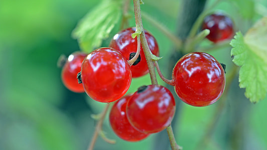 red cherries photography during daytime thumbnail