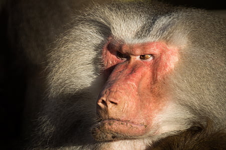 shallow focus photography of white monkey thumbnail