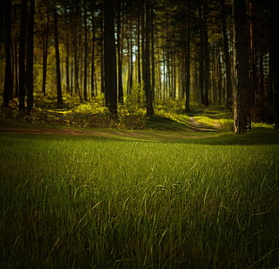 green grass field forest thumbnail