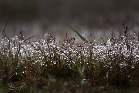 micro photo of grass with water droplets thumbnail