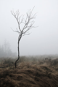 brown dried tree in the middle of field thumbnail