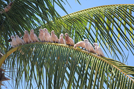 group of birds on coconut leaves thumbnail