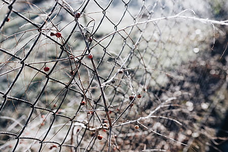 Winter freeze thumbnail